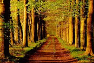 naturaleza jigsaw puzzle