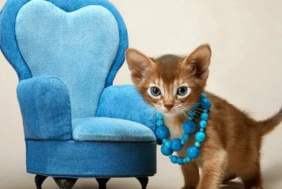 gatinho