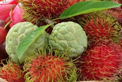 fruta do conde
