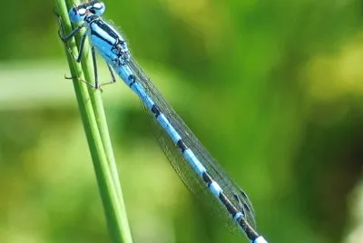 Enallagma cyathigerum jigsaw puzzle