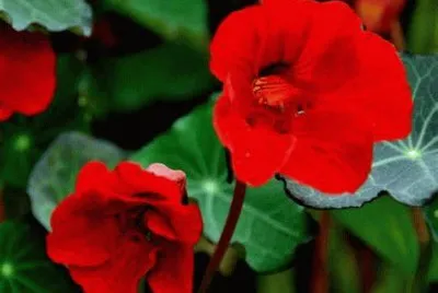capucine