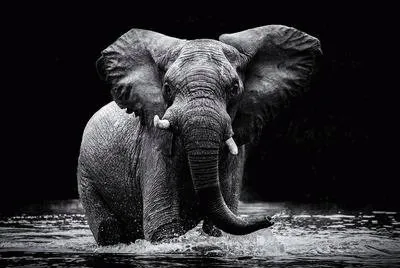 Black and White jigsaw puzzle