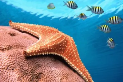 Starfish jigsaw puzzle
