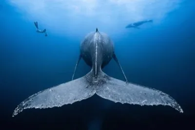 Blue Whale jigsaw puzzle