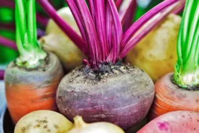 Root Vegetable