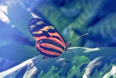 natural jigsaw puzzle