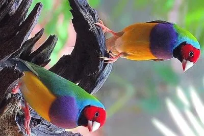 natural jigsaw puzzle