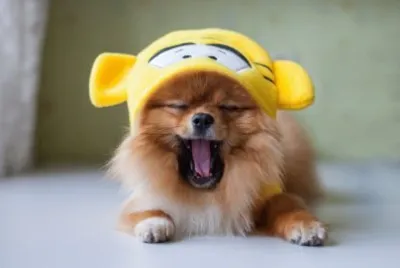 פאזל של Boo