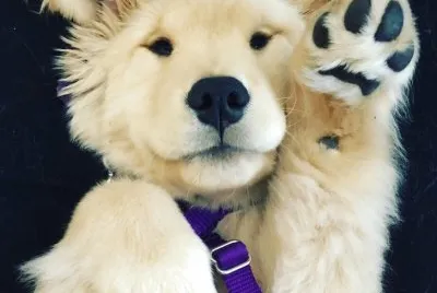 פאזל של Dog