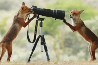 פאזל של Fox