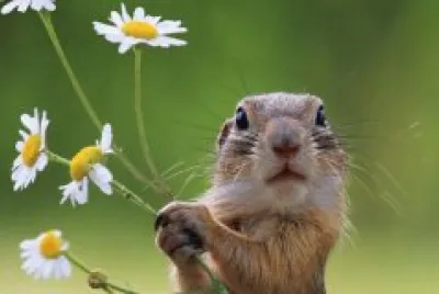 פאזל של Marmot