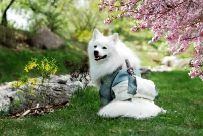 פאזל של Samurai Dog