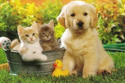 פאזל של Cats e Dog