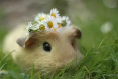 פאזל של Guinea Pig