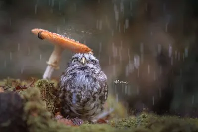 פאזל של Owl