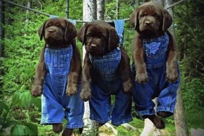 פאזל של Dogs