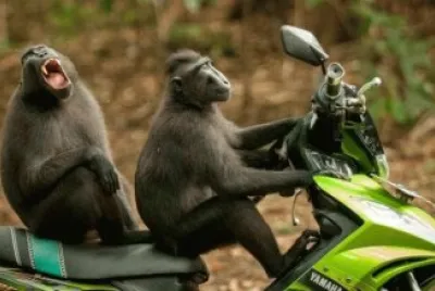 Monkeys