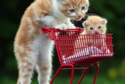 Cats