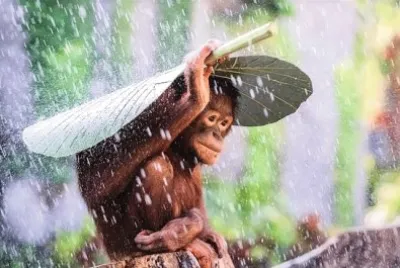 Monkey