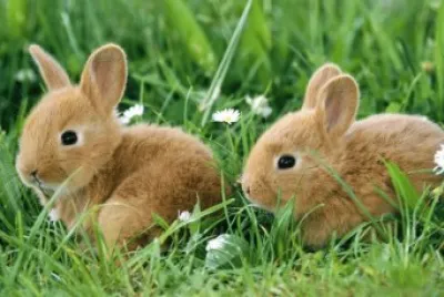 Rabbits