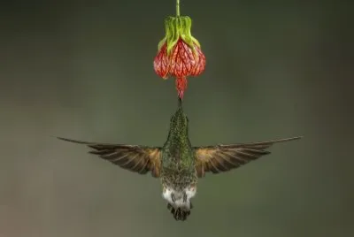פאזל של Hummingbird