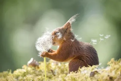 פאזל של Squirrel