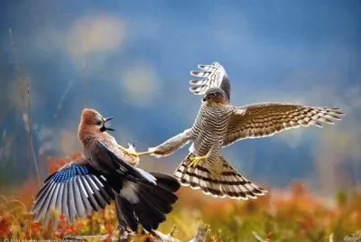 פאזל של Bird  Fighting