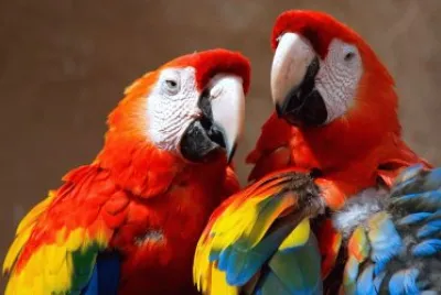 Arara