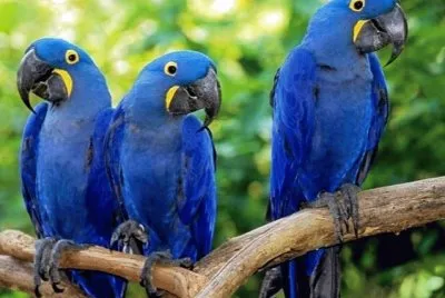 פאזל של Blue Arara