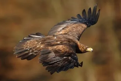 פאזל של Eagle