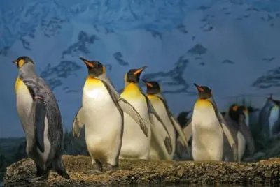 פאזל של Penguin