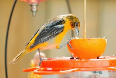 פאזל של Bird