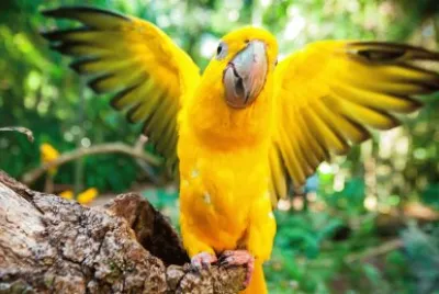 פאזל של Bird