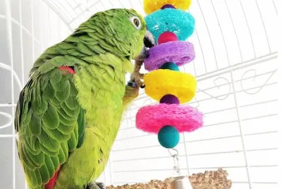 פאזל של Parrot