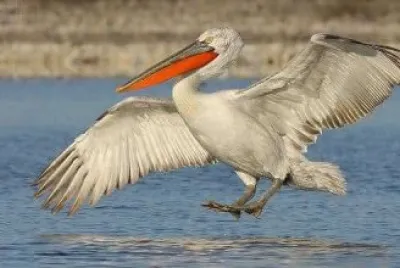 פאזל של Pelican