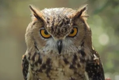 פאזל של Owl