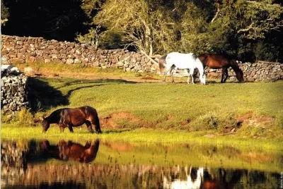 SERRA GAUCHA jigsaw puzzle