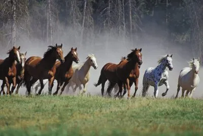 heartland