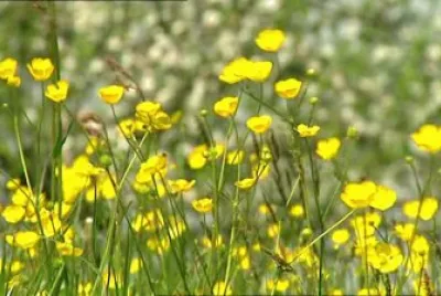 Renoncule jigsaw puzzle