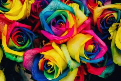 Roses