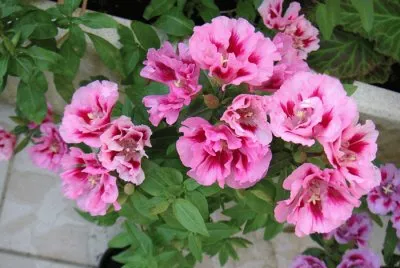 Godetia