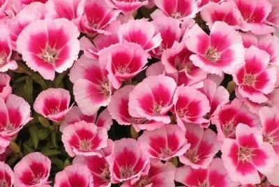 Godetia