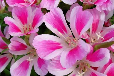 Godetia