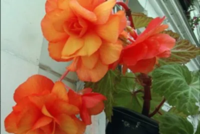 BÃ©gonias