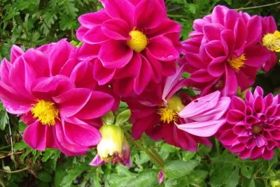 פאזל של dahlia
