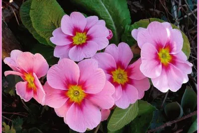 dahlia