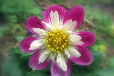 פאזל של dahlia