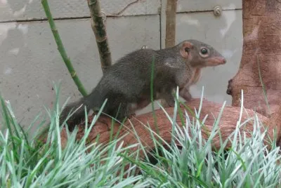 Tupaia nicobarica