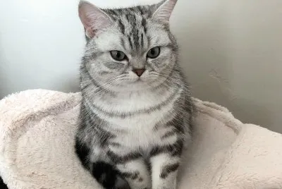 Silver classic tabby british shortair
