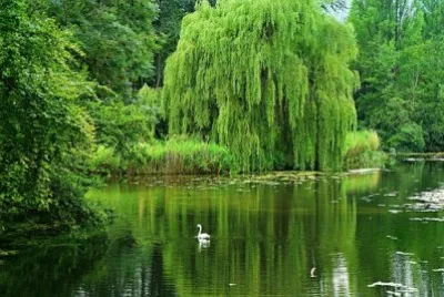 Nature jigsaw puzzle